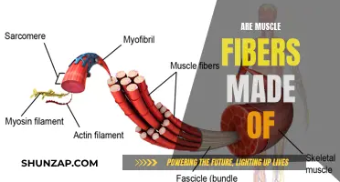 What Are Muscle Fibers Scientifically Comprised Of?