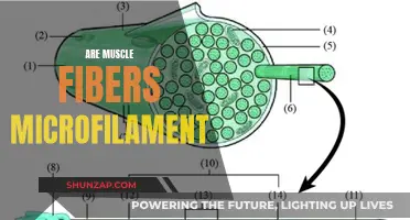 Muscle Fibers and Microfilaments: What's the Connection?