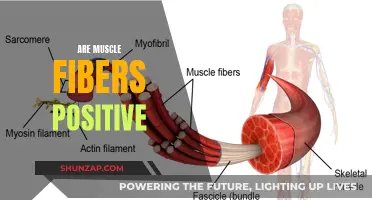 Muscle Fibers: Positively Impacting Your Body's Strength