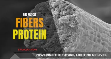 Muscle Fibers and Protein: What's the Connection?