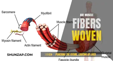 Muscle Fibers: Interwoven Strength of Human Body