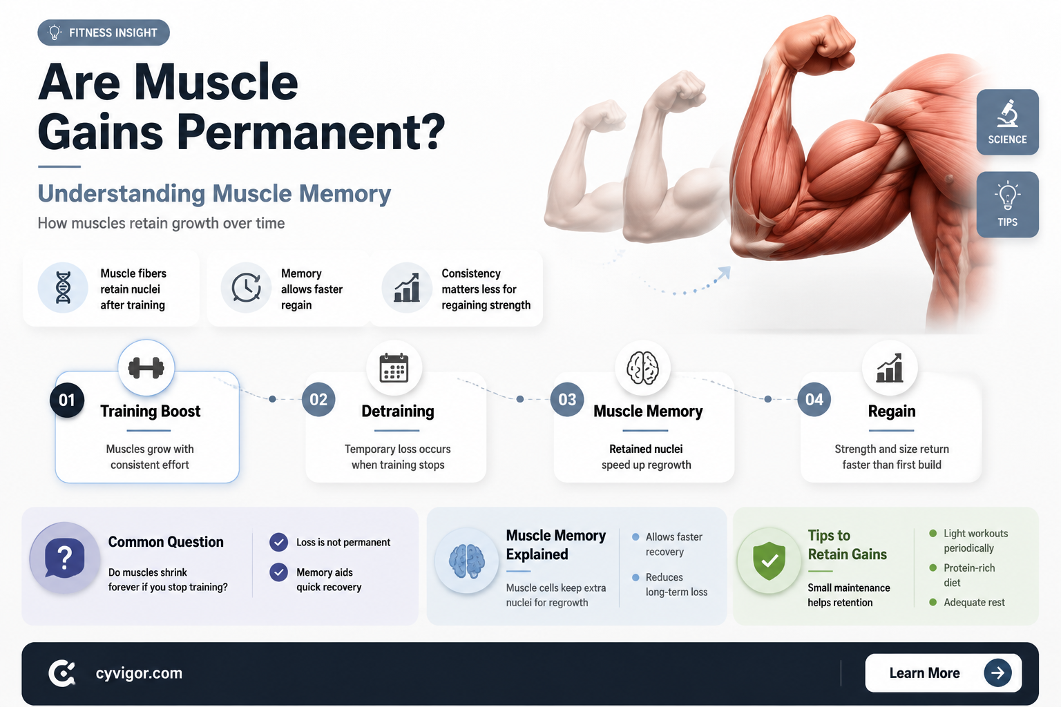 are muscle gains permanent