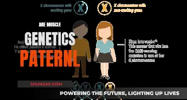 Muscle Genetics: Paternal Inheritance Explored
