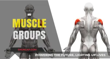 Understanding Muscle Groups: How They Work and Why They Matter