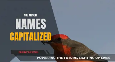 Muscle Terminology: Capitalization Rules for Muscle Names