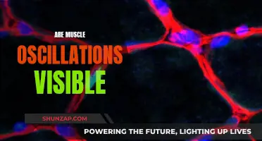 Muscle Oscillations: Visible or Not?