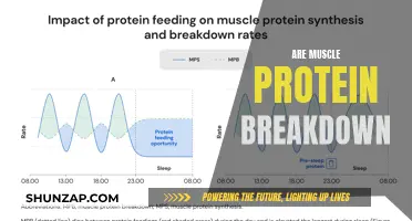 Muscle Protein Breakdown: What, Why, and How?