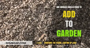 Boost Your Garden: Are Muscle Shells a Beneficial Addition?