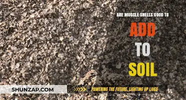Boost Soil Health: Are Muscle Shells a Beneficial Amendment?