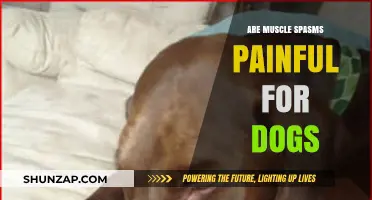 Understanding Canine Muscle Spasms: Causes, Pain, and Treatment Options