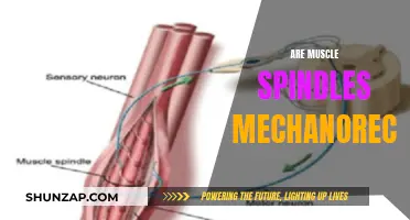 Understanding Muscle Spindles: Mechanoreceptors in Action