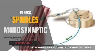 Muscle Spindles: Unraveling Their Intricate Monosynaptic Nature