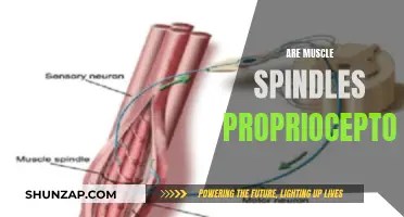 Muscle Spindles: Proprioceptors' Role in Movement and Balance
