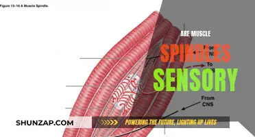 Muscle Spindles: Sensory Superpowers in Our Bodies