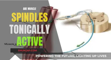 Muscle Spindles: Always Active, Always Responsive