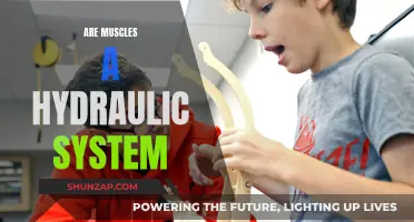Muscle Hydraulics: The Fluid Mechanics of Human Strength