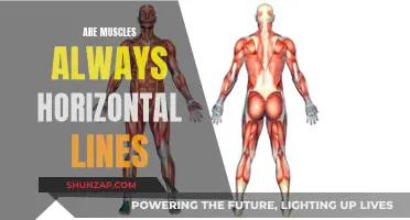 Understanding Muscle Fibers: Horizontal or Vertical?