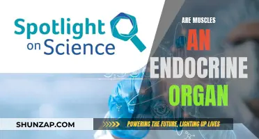 Muscles: The Unlikely Endocrine Organ?