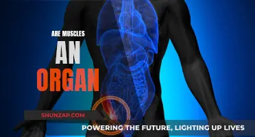 Muscles: What Defines Them? Organ or Tissue?