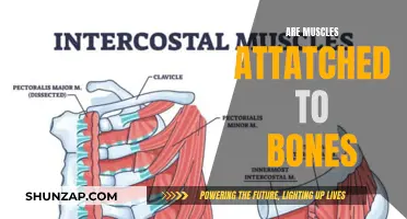 How Muscles and Bones Connect to Each Other