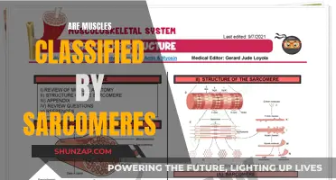 Sarcomeres: The Building Blocks of Muscles and Movement