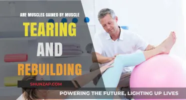 Muscle Tearing and Rebuilding: The Science Behind Muscle Growth
