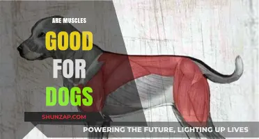 Muscles in Dogs: Benefits, Health, and Exercise Tips for Canines