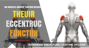 Muscle Groupings: Eccentric Functions and Anatomical Organization Explained