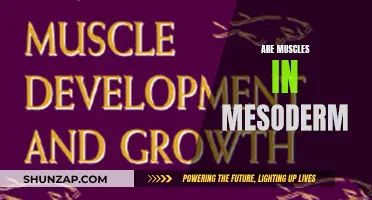 Mesoderm Muscles: Origin and Development