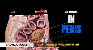 How Muscles Impact Penis Function and Health