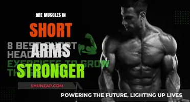 Short Arms, Strong Muscles: Unraveling the Strength-Length Connection