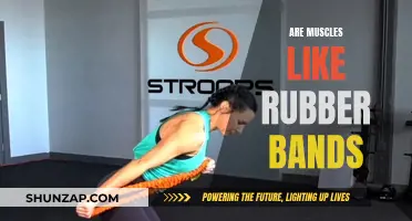 Muscle Flexibility: Rubber Band Resilience