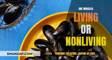 Muscles: Living or Nonliving? The Answer Unveiled
