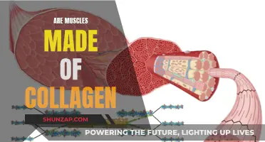 Collagen and Muscles: What's the Connection?