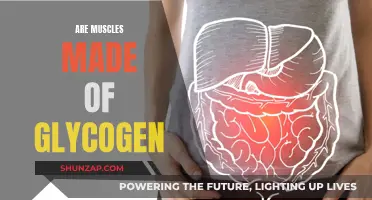 Muscle Composition: The Role of Glycogen in Muscle Building