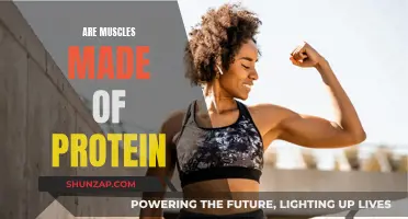Muscle Growth: Is Protein the Key?