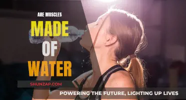 Muscle Mystery: Water Content and Muscular Performance