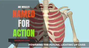 The Intriguing Names of Muscles and Their Actions
