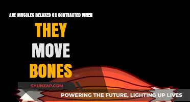 Muscle Movement: Relaxed or Contracted When Moving Bones?