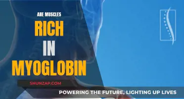 Myoglobin and Muscles: What's the Rich Connection?