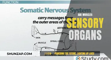 Muscles: The Overlooked Sensory Organs in Our Bodies