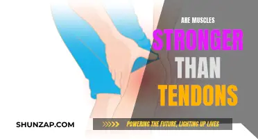 Muscles vs Tendons: Who Wins the Strength Battle?
