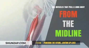 Understanding Muscles: How They Pull Limbs Away from the Body's Midline