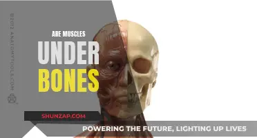 Muscles and Bones: What's the Relationship?