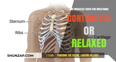 Breathing Muscles: Contracted or Relaxed During Inhalation and Exhalation?