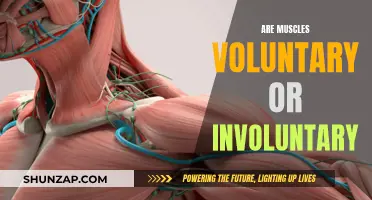 Understanding Muscles: Voluntary or Involuntary Action?