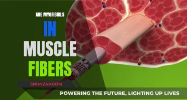 Muscle Fiber Components: Myofibrils Explained