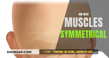 Neck Muscle Symmetry: Fact or Fiction?