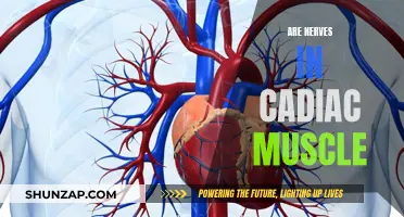 The Cardiac Muscle's Nerve Supply: An Intricate Network