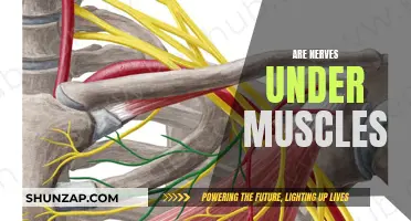 Where Are Our Nerves Located? Muscles and Nerves